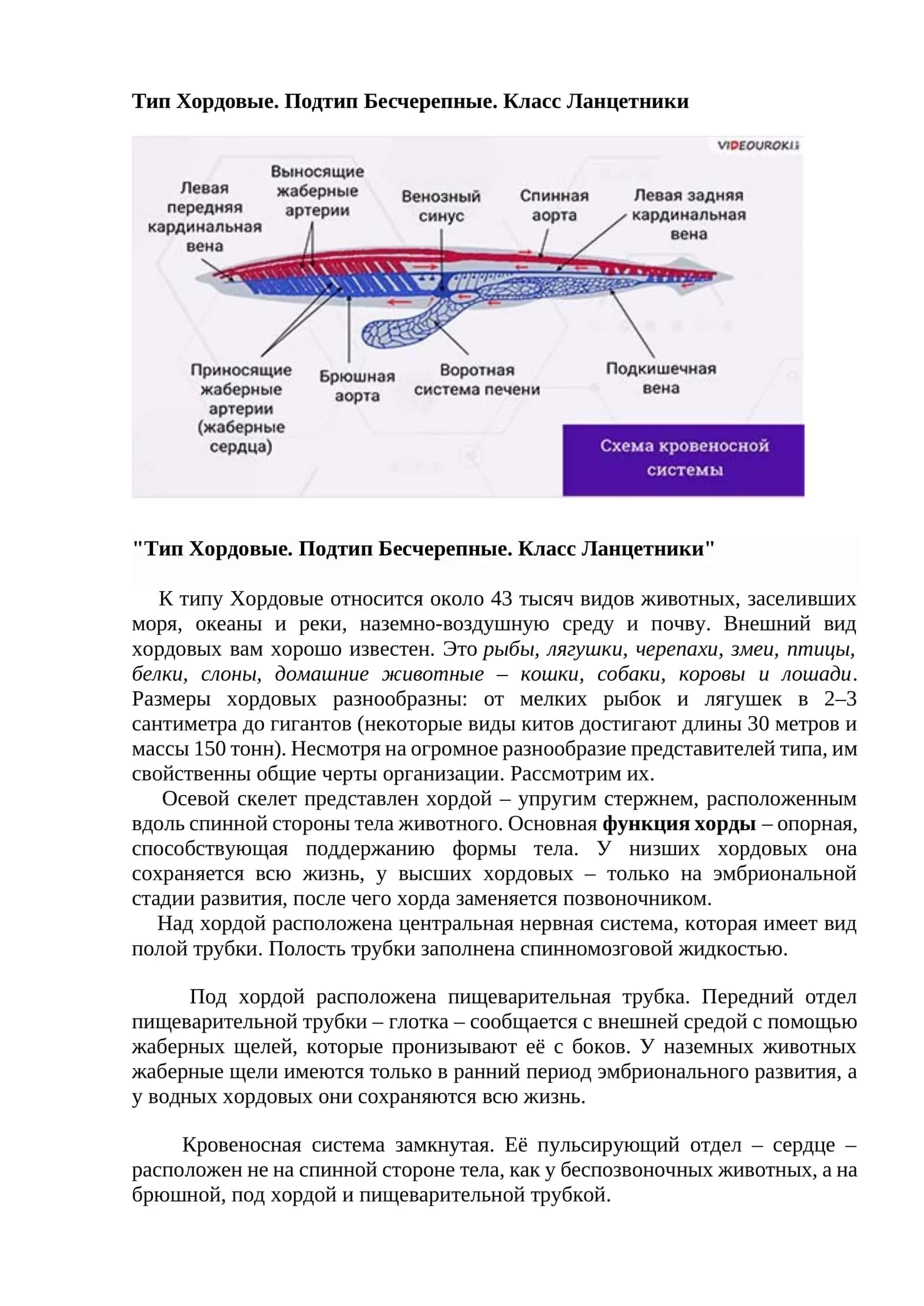 Тип Хордовые. Подтип Бесчерепные. Класс Ланцетники 1