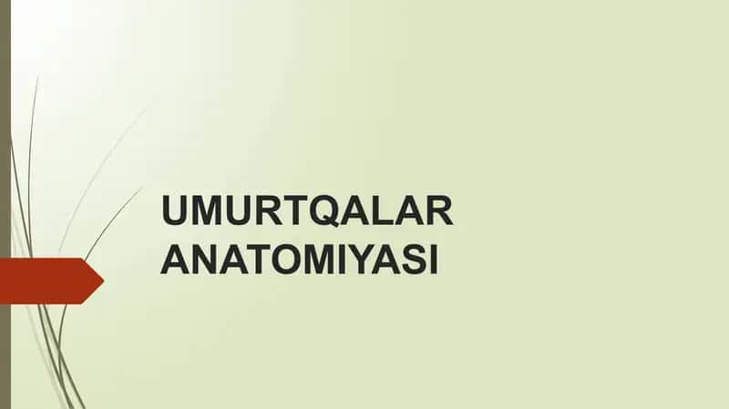 UMURTQALAR ANATOMIYASI 1