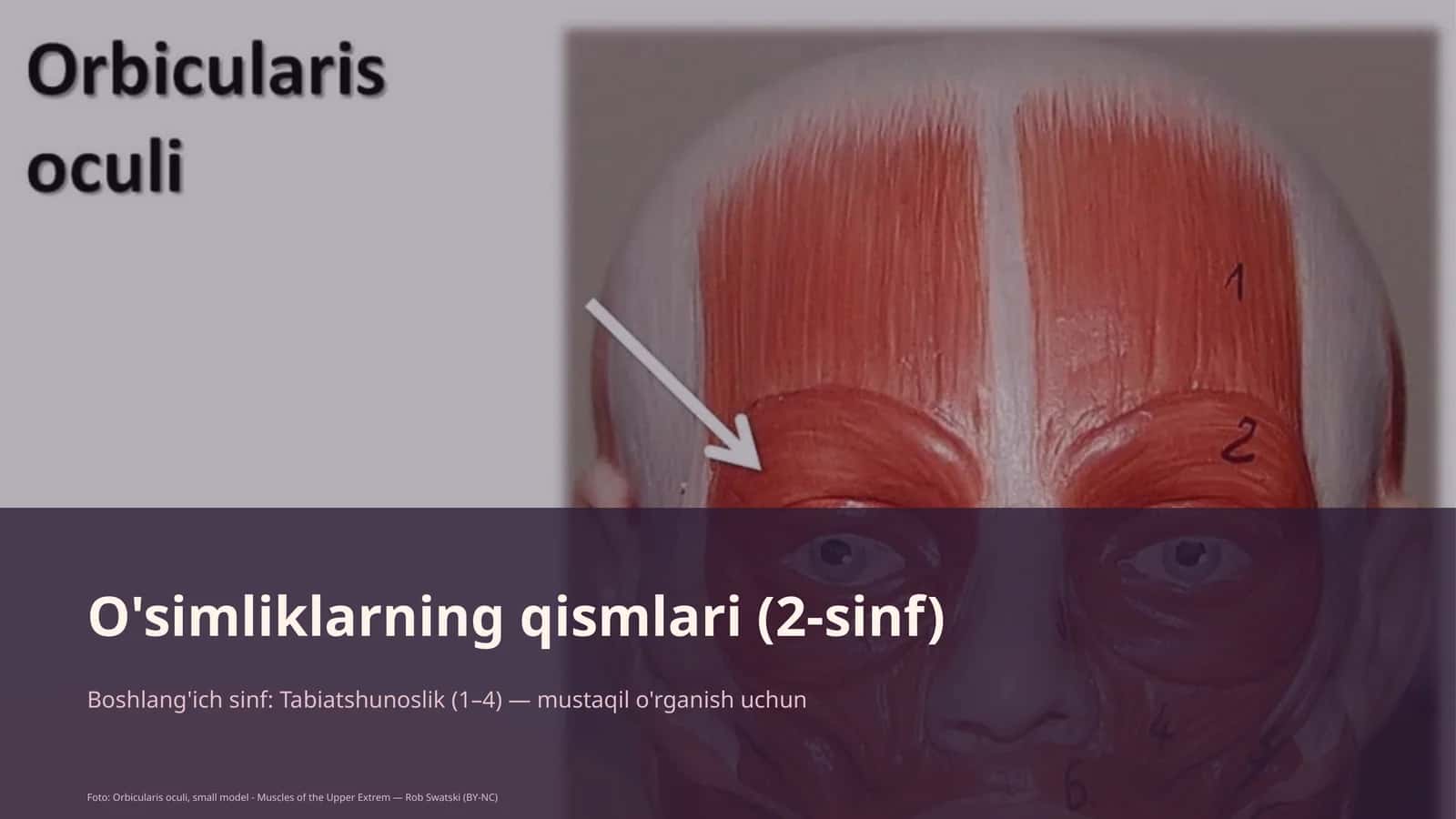 O'simliklarning qismlari (2-sinf) 1