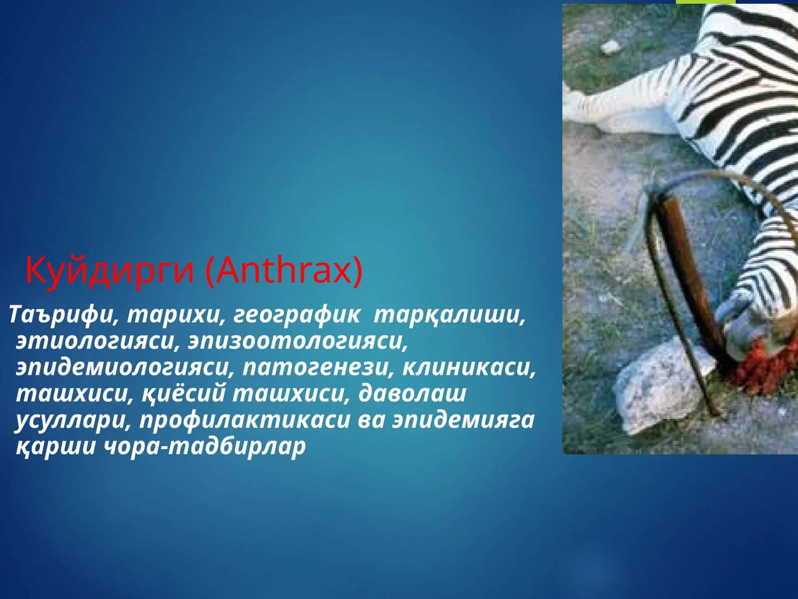 Куйдирги (Anthrax) 1