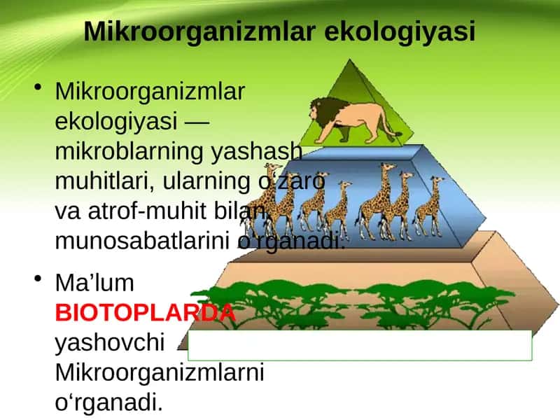 Mikroorganizmlar ekologiyasi 1