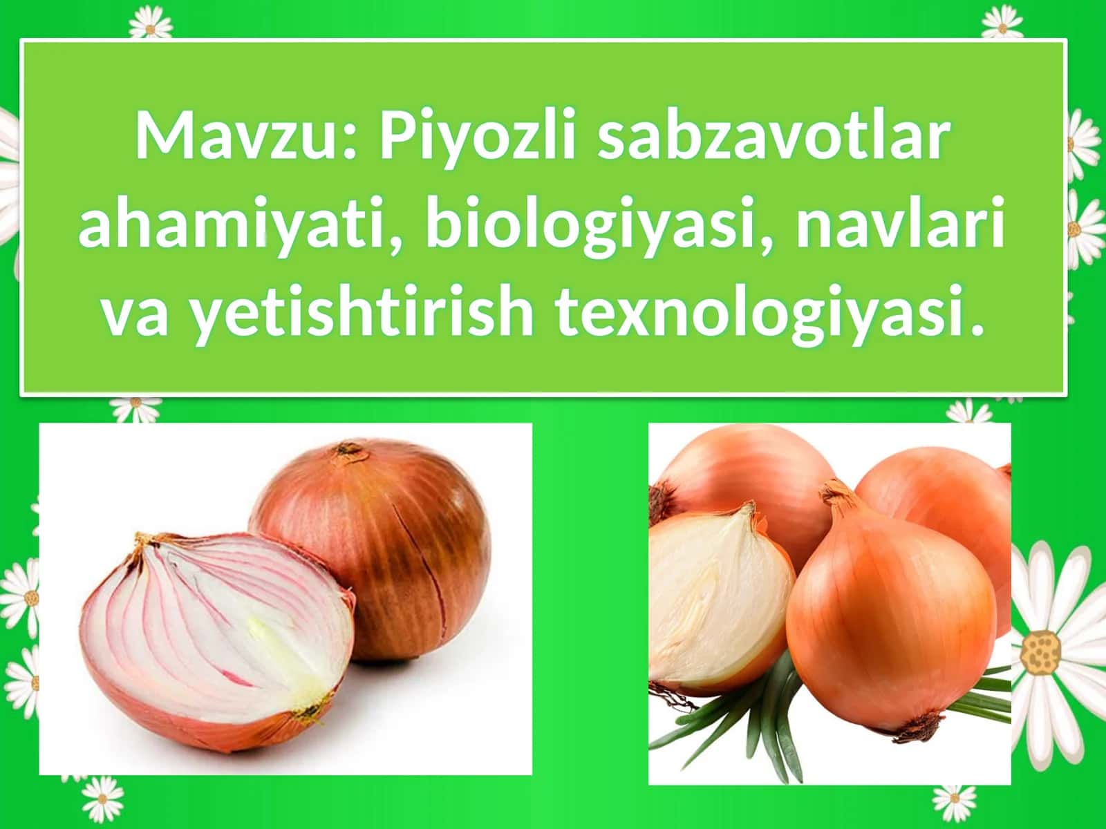 Boshpiyoz sabzavotlarining biologiyasi 1