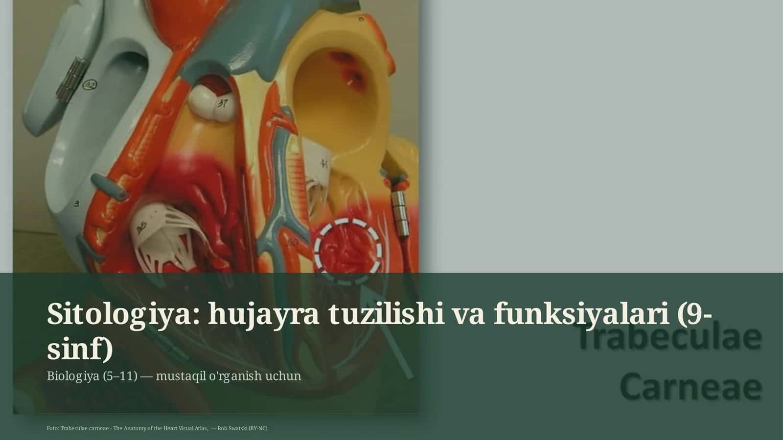 Sitologiya: hujayra tuzilishi va funksiyalari (9-sinf) 1