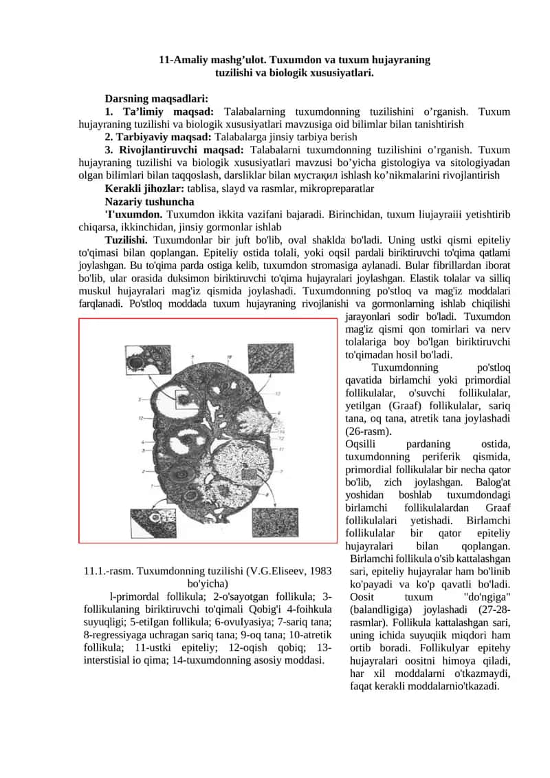 Tuxumdon va tuxum hujayraning tuzilishi va biologik xususiyatlari 1