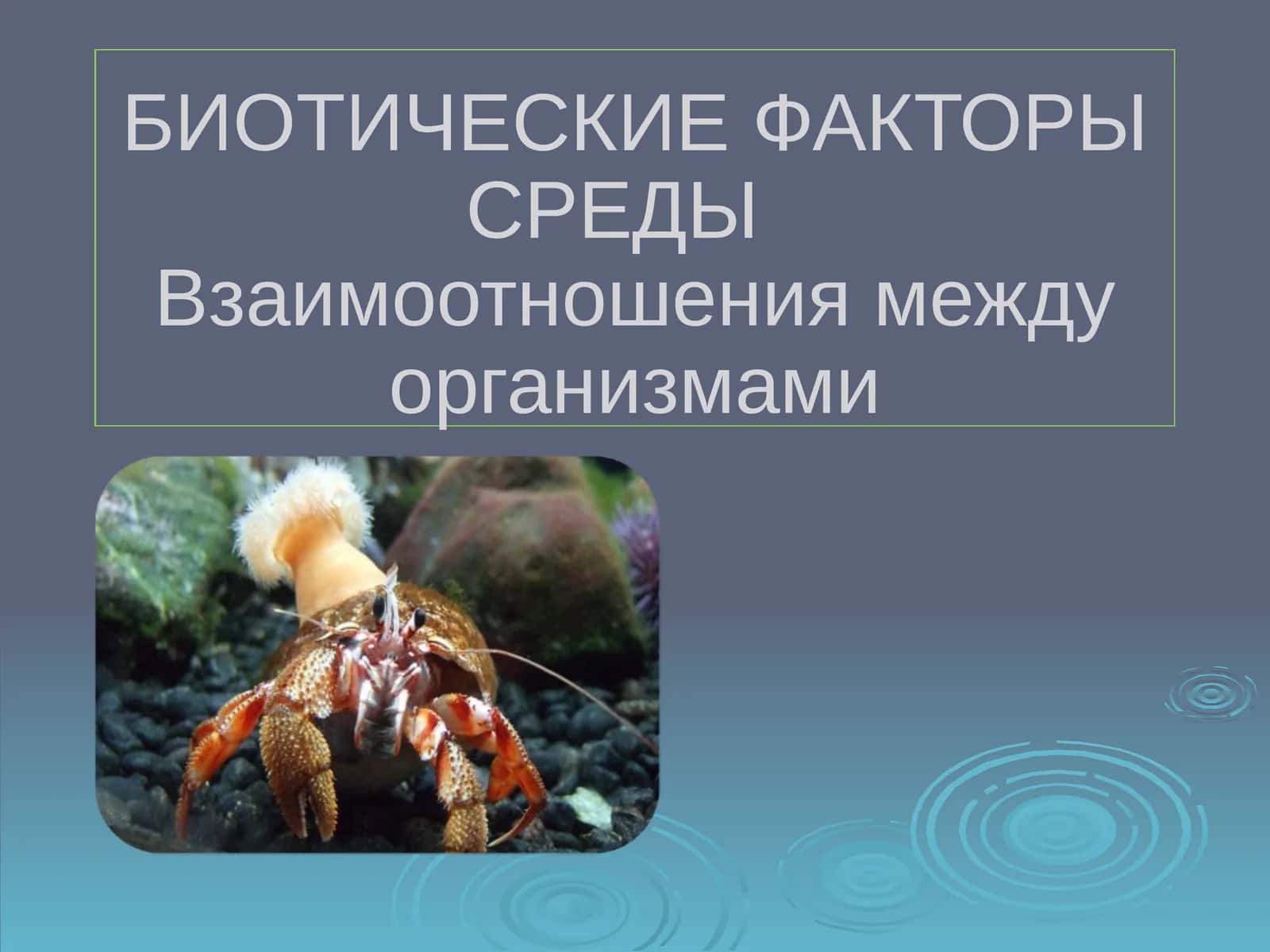 Белка и лось 1