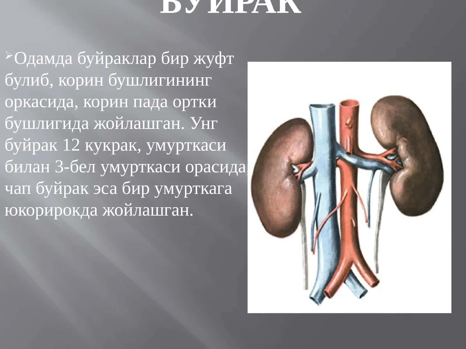 Буйрак 1