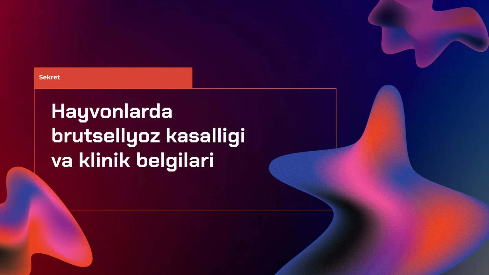 Hayvonlarda brutsellyoz kasalligi va klinik belgilari 1