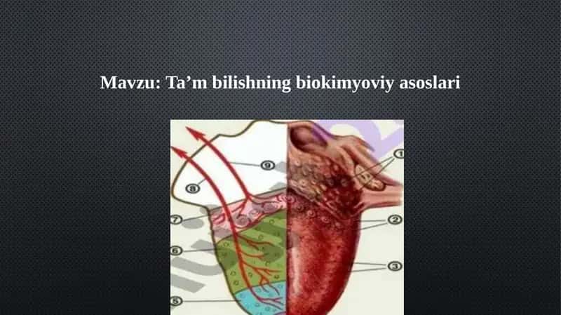 Ta’m bilishning biokimyoviy asoslari 1