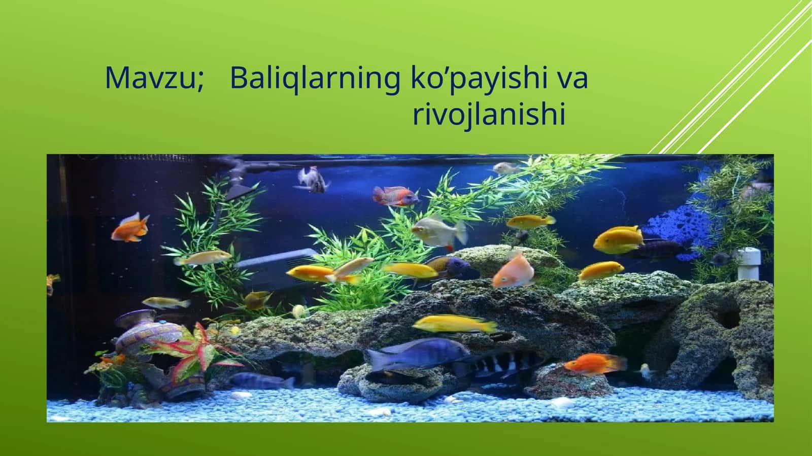 Baliqlarning ko’payishi va rojlanishi 1