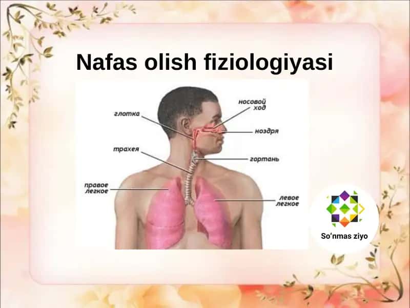 Nafas olish fiziologiyasi 1