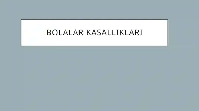 Suvchechak