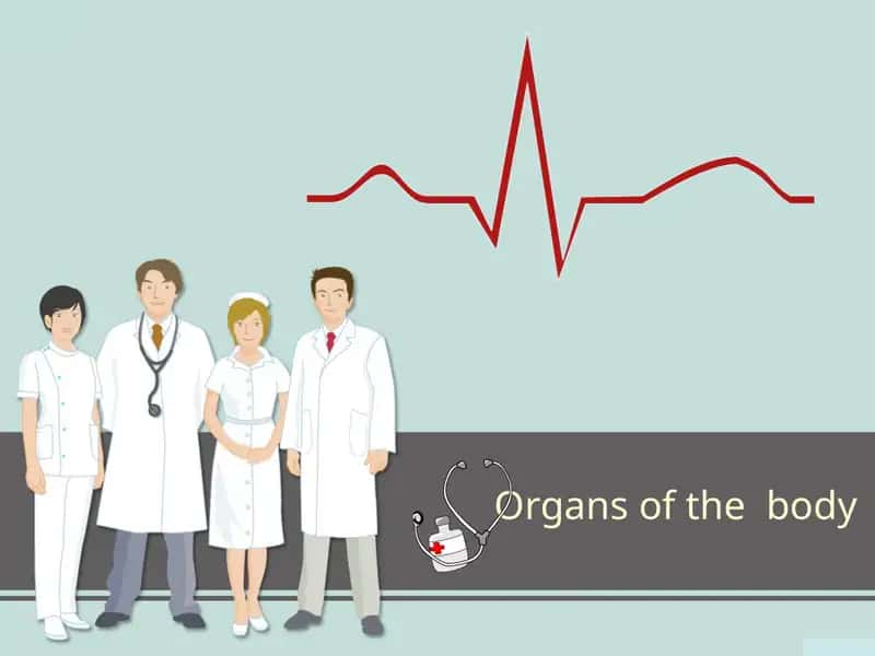 Organs of the body 1