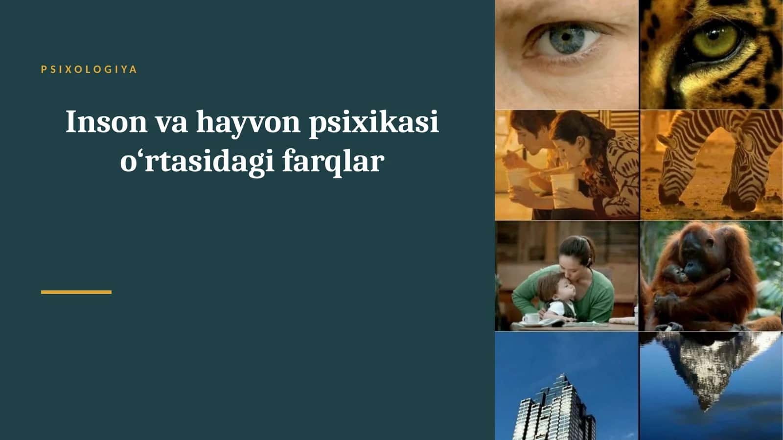 Inson va hayvon psixikasi o‘rtasidagi farqlar 1