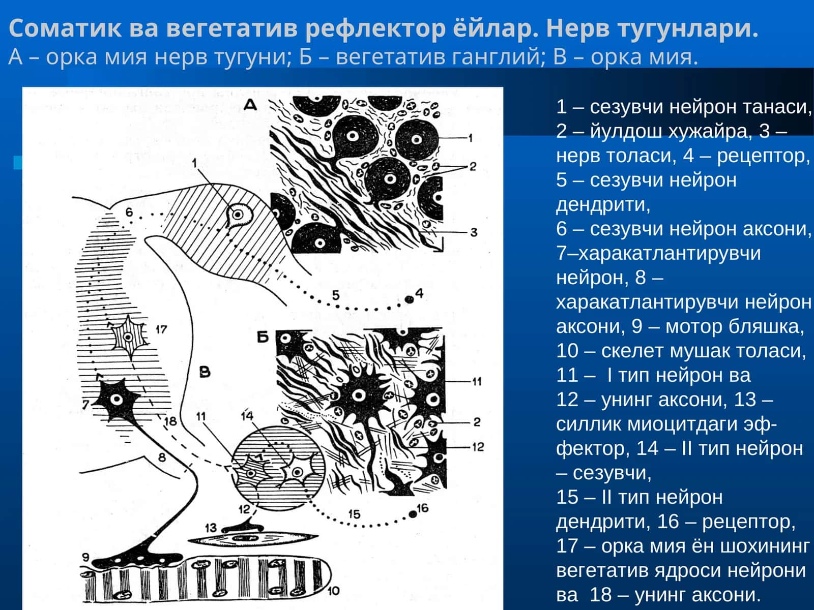 Соматик ва вегетатив рефлектор ёйлар 1