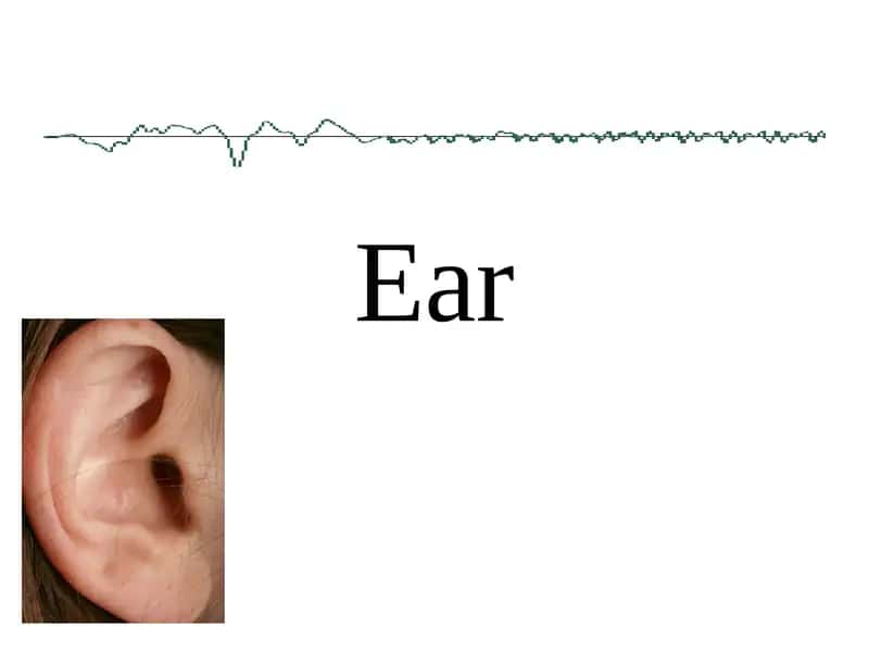 Ear 1