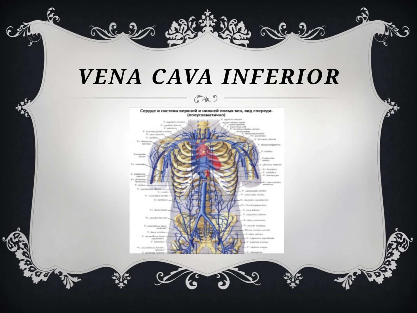 VENA CAVA INFERIOR 1