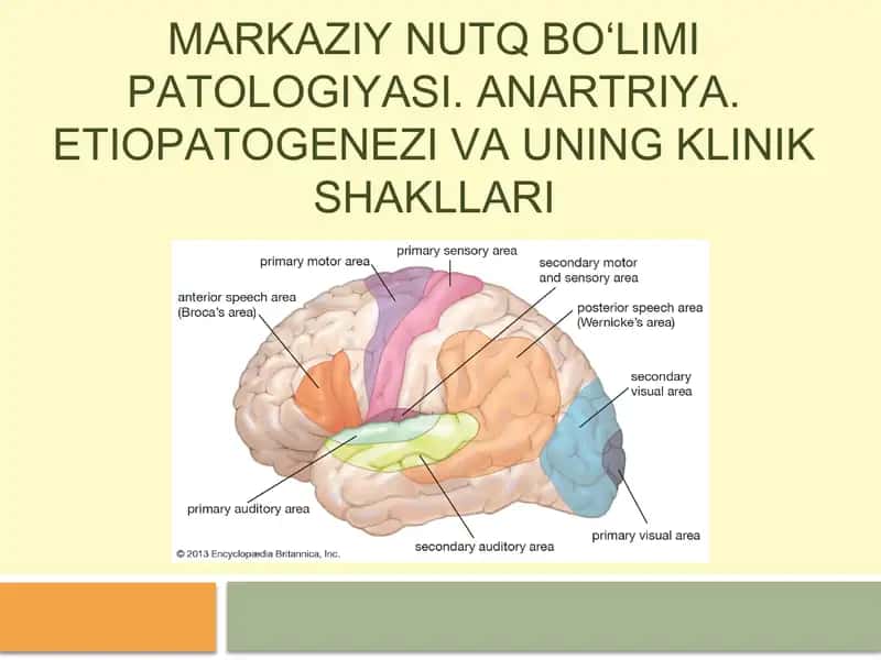 Markaziy nutq bo‘limi patologiyasi 1