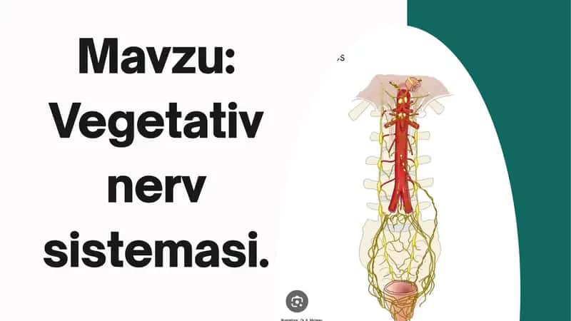 Vegetativ nerv sistemasi 1