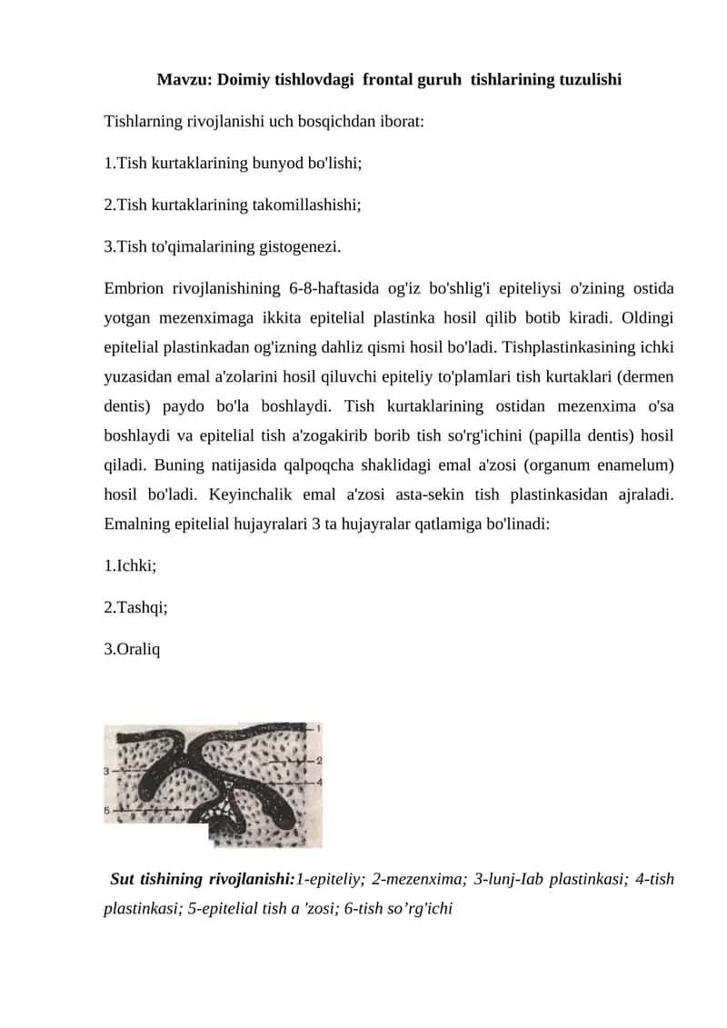 Doimiy tishlovdagi  frontal guruh  tishlarining tuzulishi 1