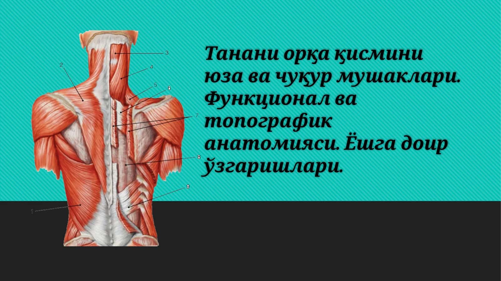Танани орқа қисмини юза ва чуқур мушаклари. Функционал ва топографи анатомияси. Ёшга доир ўзгаришлари 1