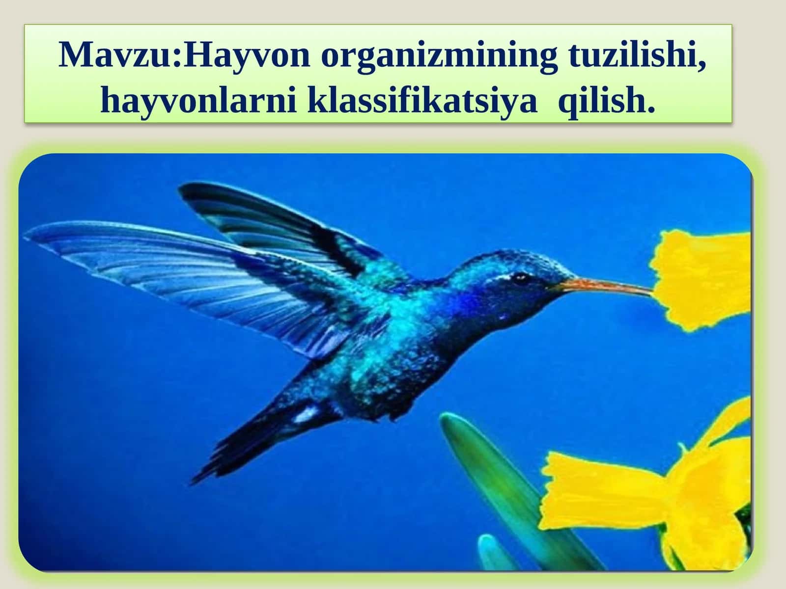 Hayvon organizmini tuzilishi, hayvonlarni klassifikatsiyalash 1
