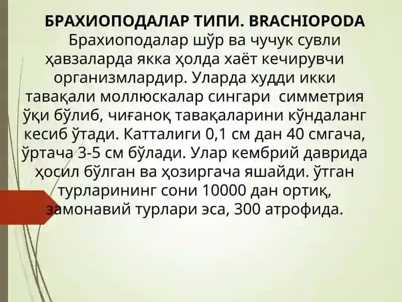 Брахиоподалар