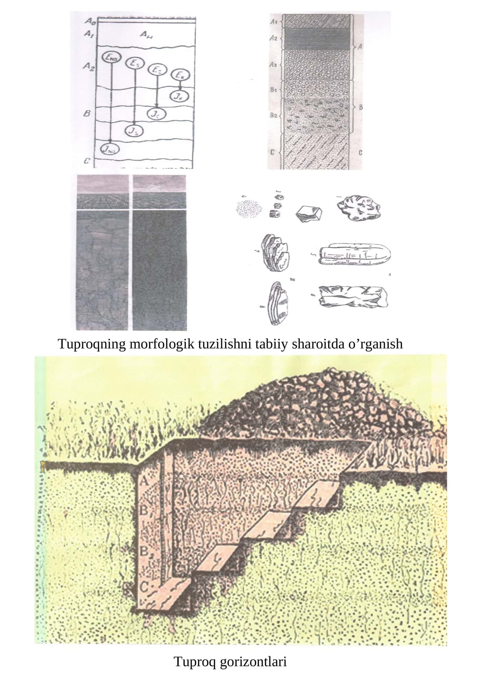 Tuproqning morfologik tuzilishni tabiiy sharoitda o’rganish 1