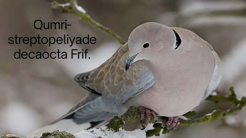 Qumri haqida malumot 1