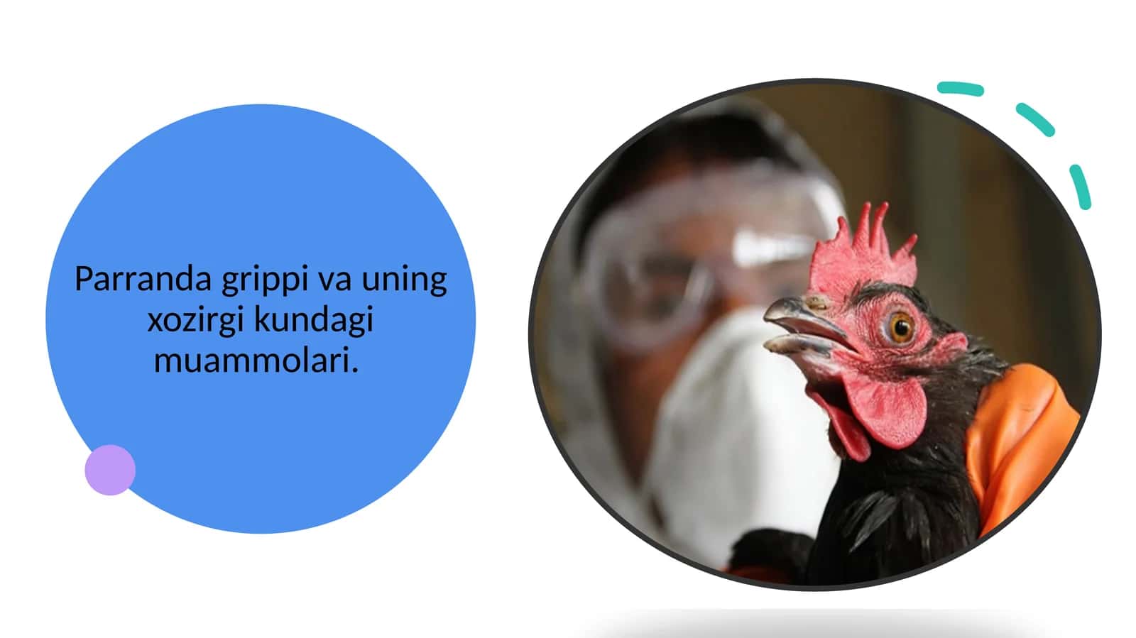 Parranda grippi va uning xozirgi kundagi muammolari 1