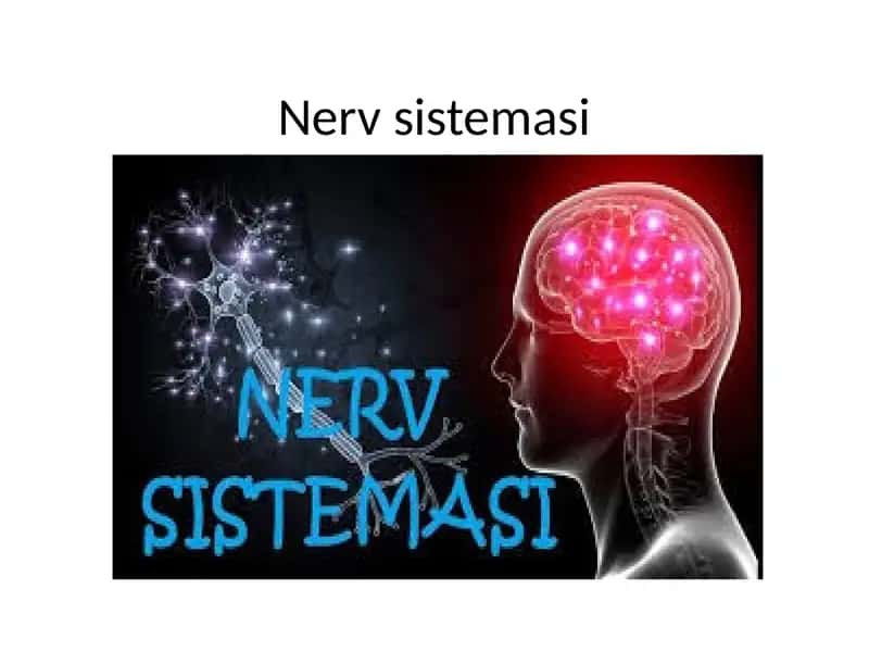 Nerv sestimasi 1