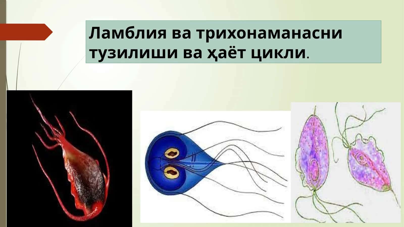 Ламблиява трихонаманасни тузилиши ва ҳаёт цикли 1