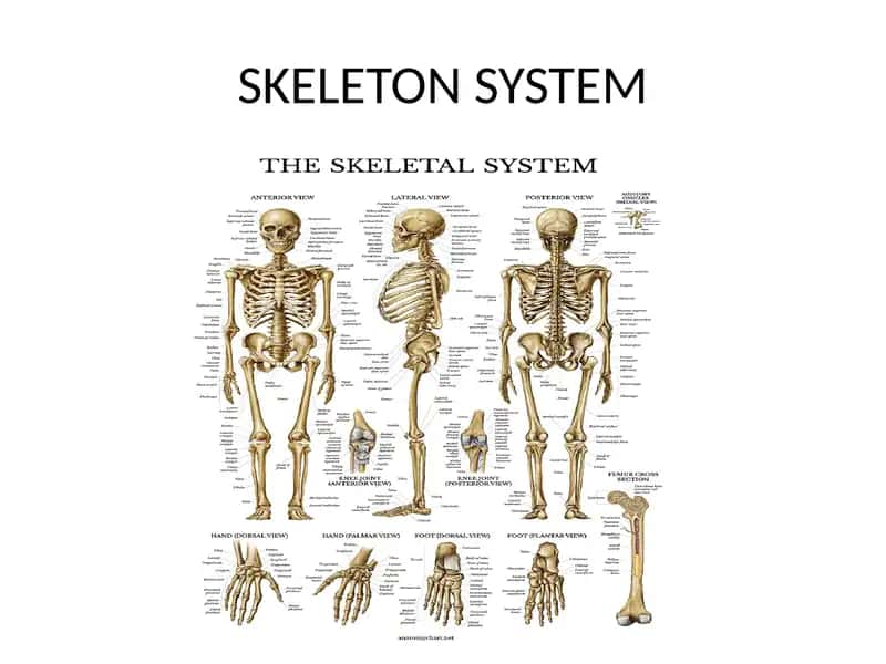 Skeleton System 1