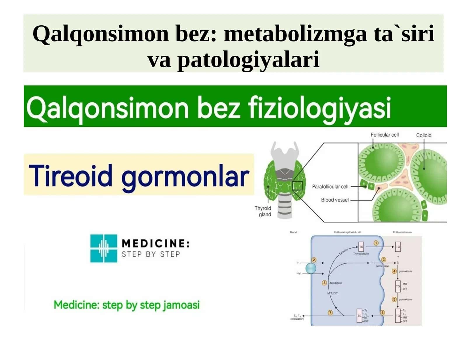 Qalqonsimonbez 1