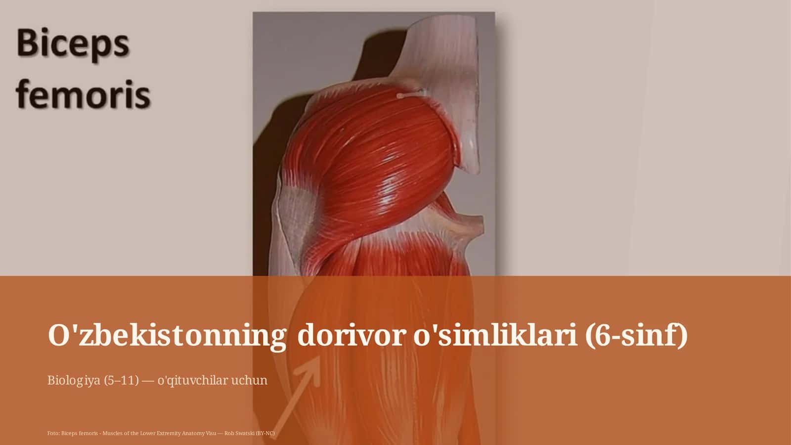 O'zbekistonning dorivor o'simliklari (6-sinf) 1