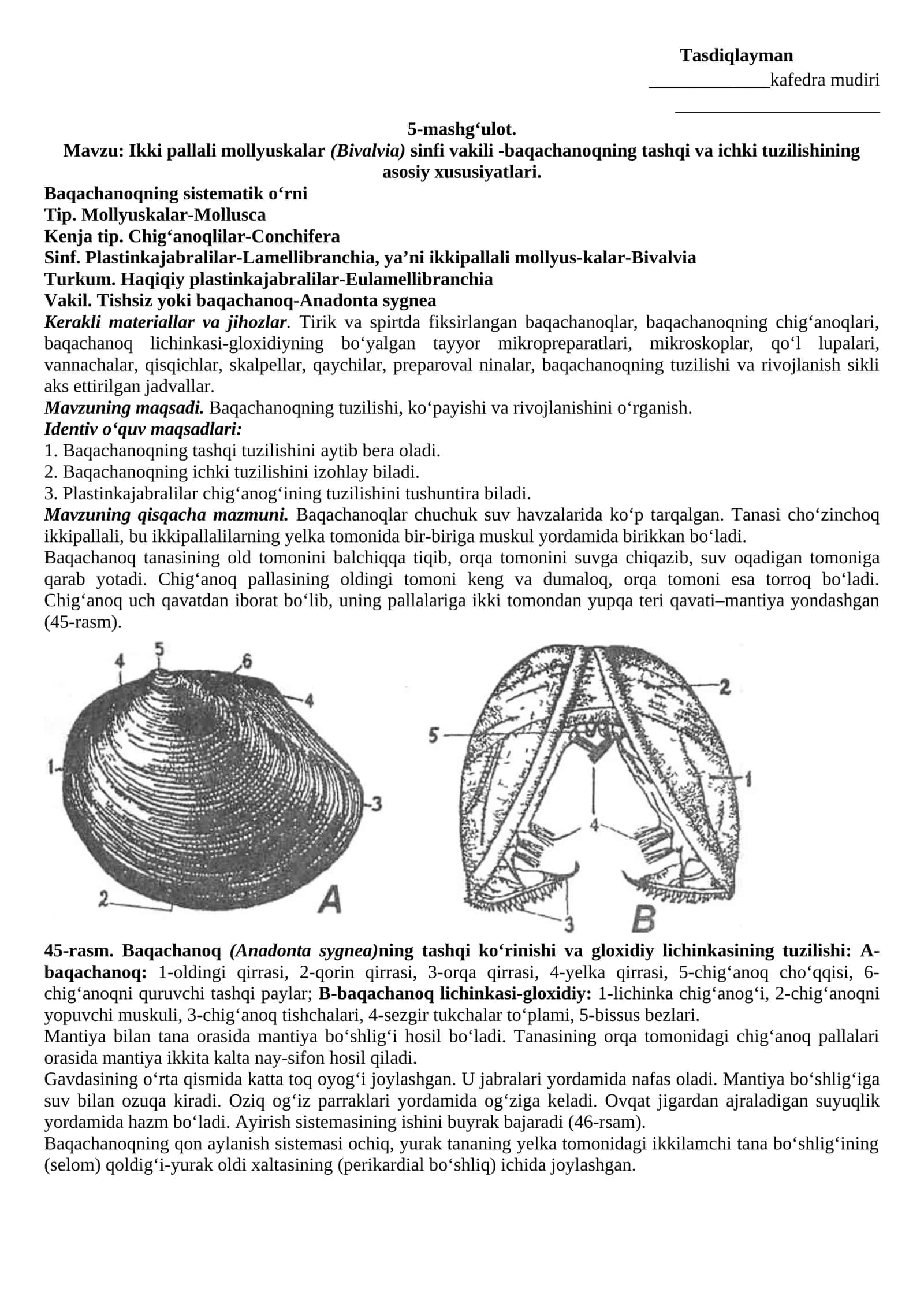 Ikki pallali mollyuskalar (Bivalvia) sinfi vakili -baqachanoqning tashqi va ichki tuzilishining asosiy xususiyatlari 1