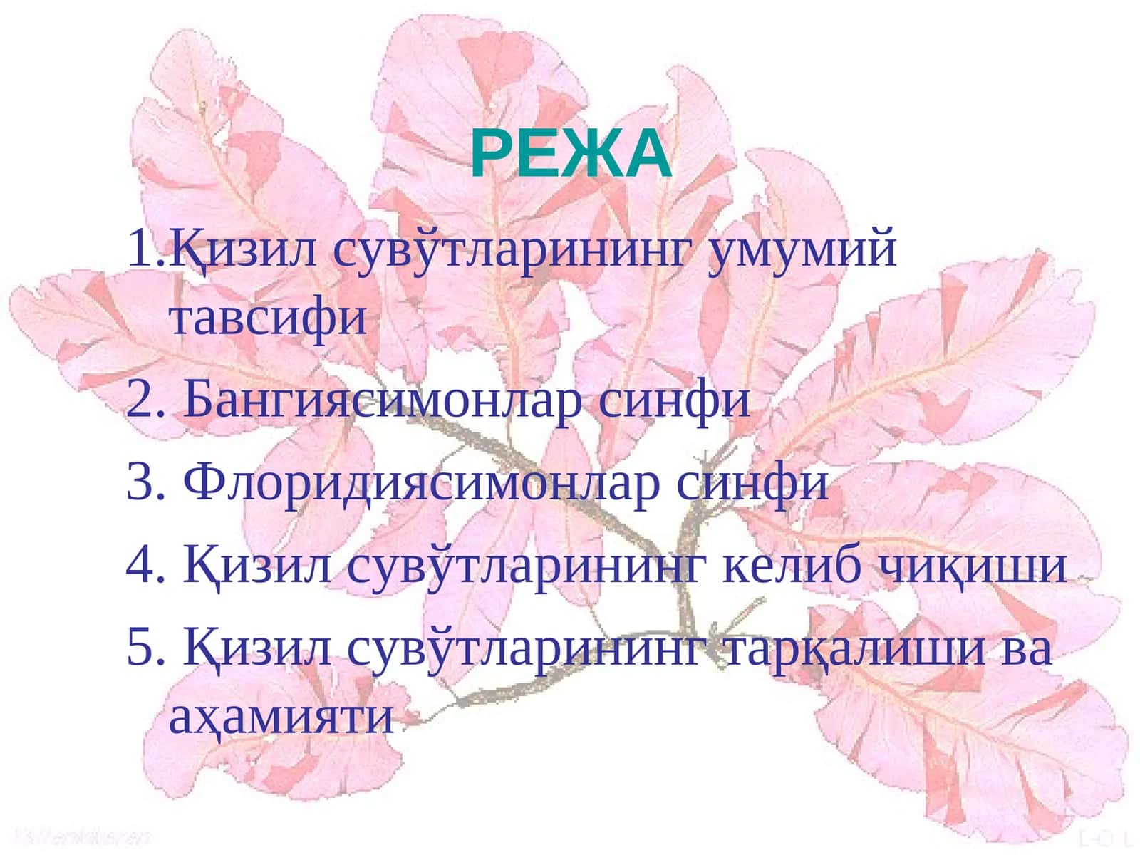 Қизил сувўтларининг умумий тавсифи 1