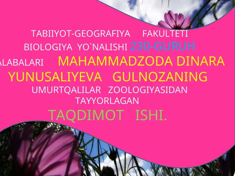 TOG‘AYLI BALIQLAR (CHONDRICHTHUES) SINFI 1