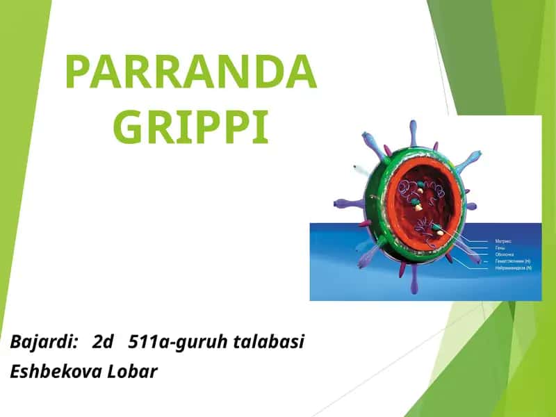 Parranda grippi 1
