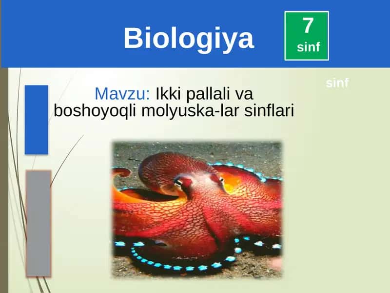 Ikkipallali va boshluq molluskalar sinfi 1