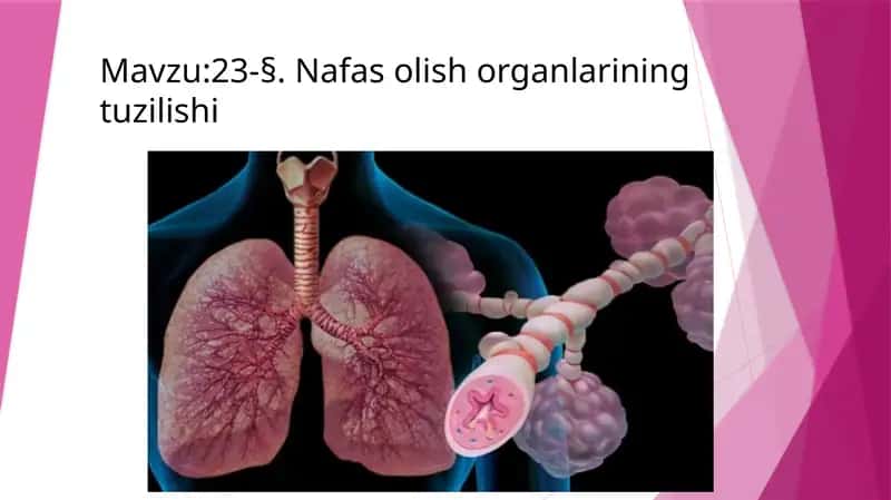 Nafas Olish A'zolari 1