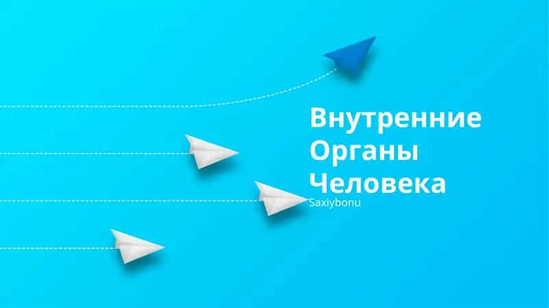 Внутренние Органы Человека 1