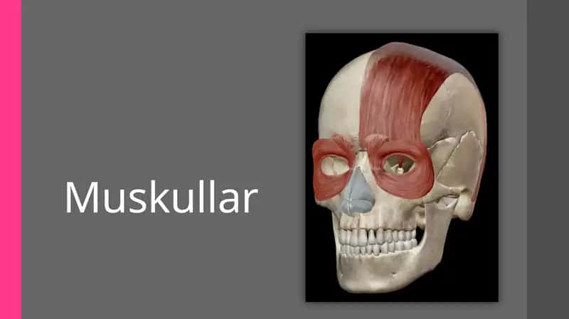 Muskullar 1