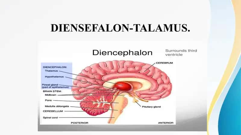 DIENSEFALON-TALAMUS Таламус 1