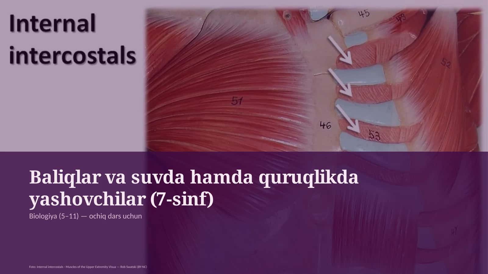 Baliqlar va suvda hamda quruqlikda yashovchilar (7-sinf) 1