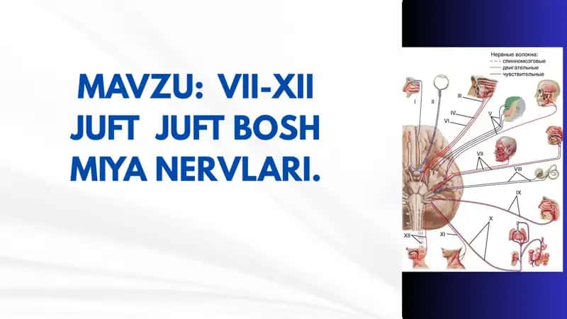 VII-XII JUFT JUFT BOSH MIYA NERVLARI 1