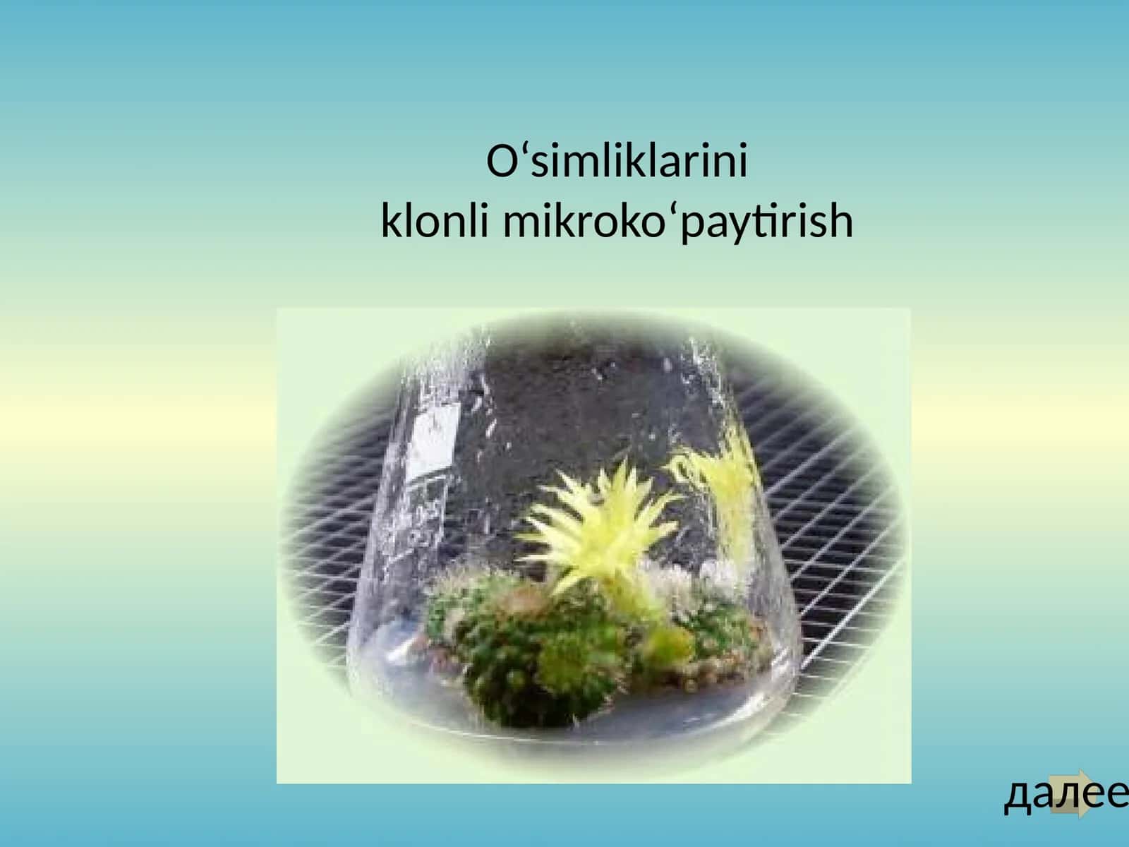 O‘simliklarini Klonli Mikroko‘paytirish 1