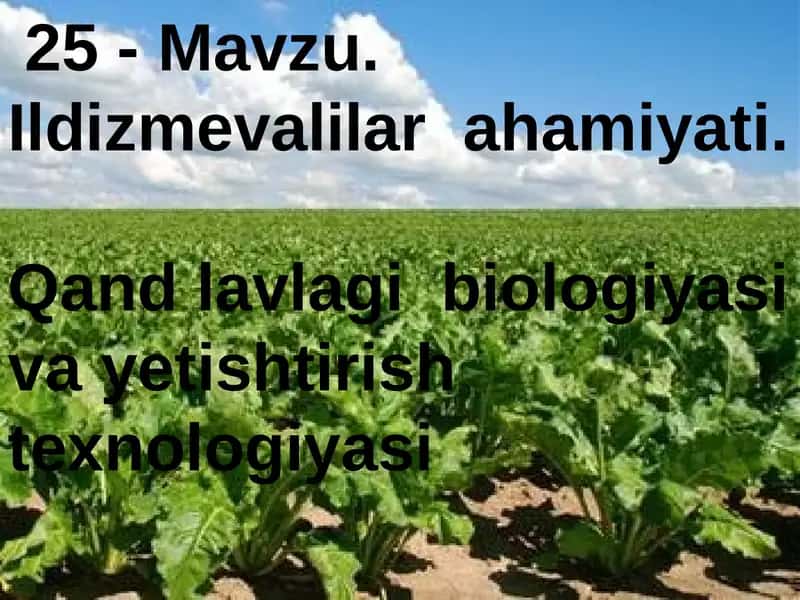 Ildizmevalilar ahamiyati 1