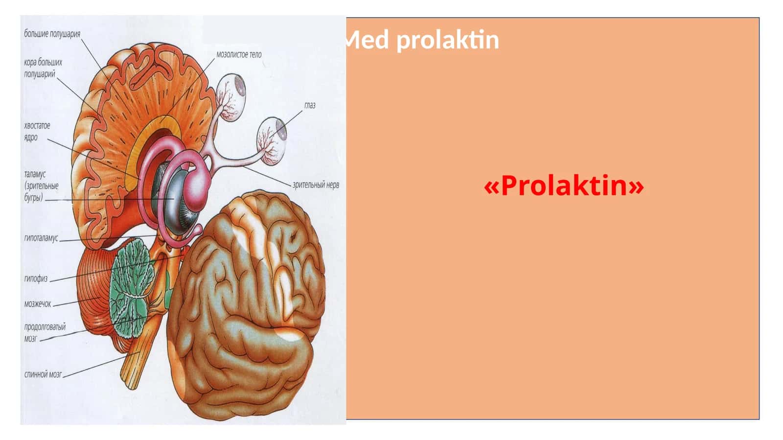 Prolaktin gormoni va uning funksiyalari 1