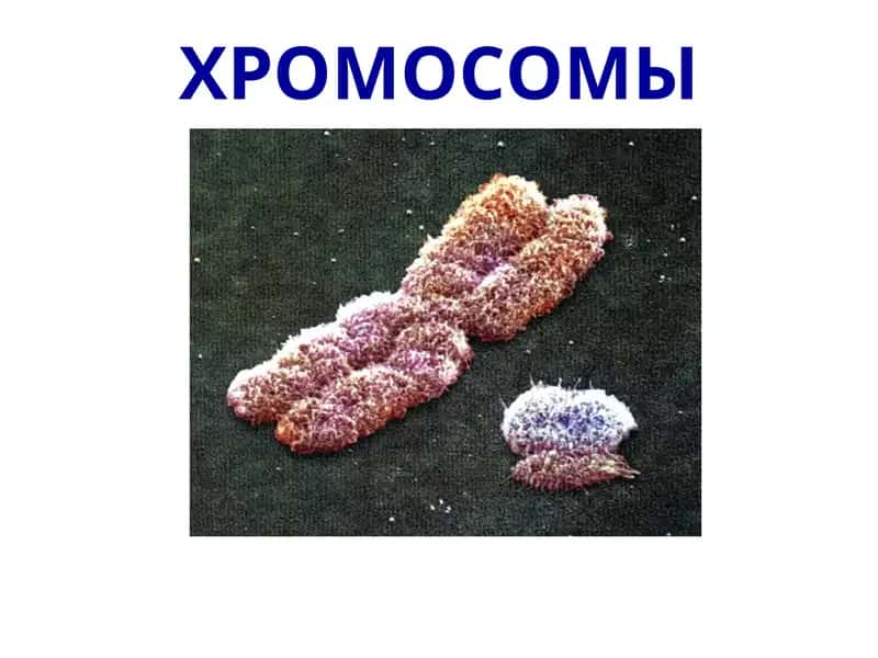 Xromosomalarning tuzulishi 1