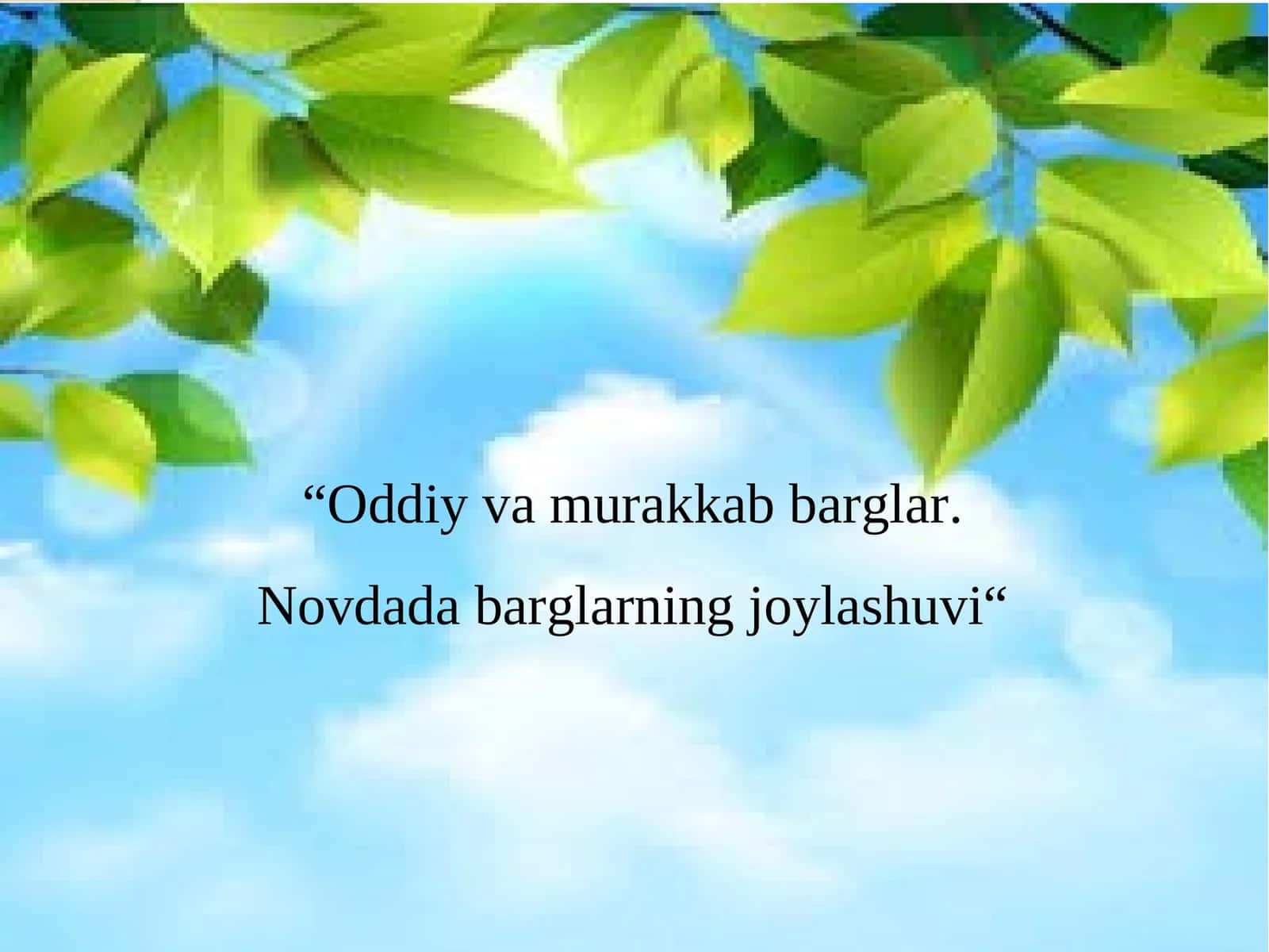 Novdada barglarning joylashuvi 1